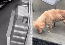 Pies potrzebujący pomocy przyszedł do mężczyzny, który zapomniał zamknąć drzwi do domu