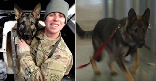 Po 3 latach żołnierz ponownie widzi swojego psa. Zobacz wideo ich wzruszającego spotkania