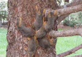 Mężczyzna zobaczył dziwną poruszającą się gwiazdę na sośnie