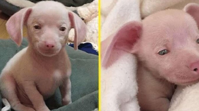 Różowy szczeniak urodził się głuchy i ślepy, ale nie przeszkodziło mu to w pomaganiu innym