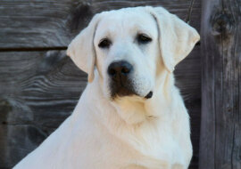 Reakcja psa na jedzenie oczaruje każdego. Wideo