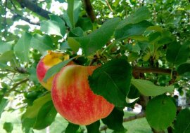 Co bedzie jezeli codziennie jeść jedno jabłko? 6 zmian, jakie zajdą w twoim ciele