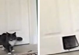 Nie uwierzysz kto wejdzie do domu razem z kotem. Zobacz