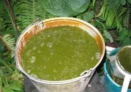 Napar z pokrzyw - zbawienie dla roślin? Uprawy dla których nie jest to prawdą