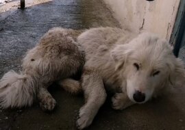 Ranny pies upadł na drogę i zamknął oczy. Nie mógł już chodzić