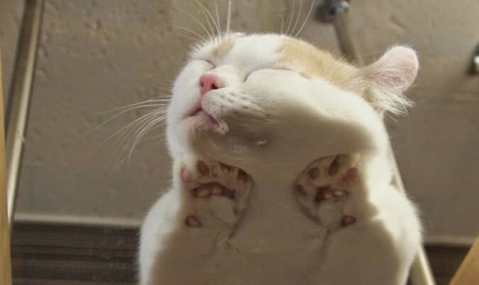 17 dowodów na to, że najlepszy kąt do zdjęć kotów - od dołu przez szkło