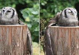 Internauci nie mogą odkryć sekretu sowy przytulającej kłodę