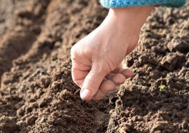 Posadź pietruszkę jesienią i uzyskaj zbiory już wiosną