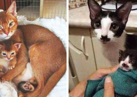 Kocięta, które wyglądają dokładnie jak ich rodzice