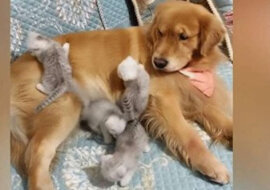 Cztery puszyste kocięta atakują golden retrievera. Jego reakcja jest cudowna