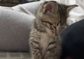 Kociak ledwo daje radę, żeby nie zasnąć. Wideo