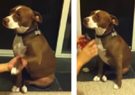 Zobacz, co stało się z psem, gdy pani chciała mu obcinać paznokcie