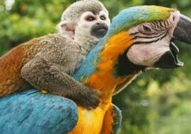 Zdjęcia wyjątkowej przyjaźni różnych zwierząt