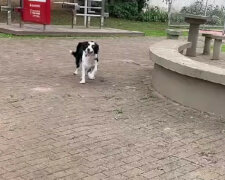 Talencie: zapalający taniec psa rozśmieszył sieć. Wideo
