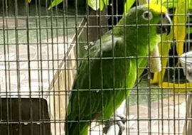 Papuga myślała, że ​​jest sama w domu i zorganizowała koncert