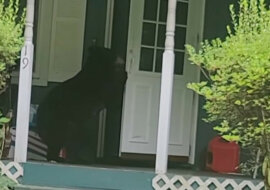 Niezdarny włamywacz? Niedźwiedź z łatwością prawie się włamał do domu człowieka. Wideo