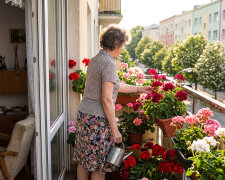 Synowa od lat mówiła przy gościach, że moje pelargonie na balkonie to "kwiaty jak z cmentarza". W czerwcu wygrałam miejski konkurs na najładniejszy balkon - zdjęcie powiesili w gablocie przed urzędem. W sobotę synowa zapytała, skąd biorę sadzonki