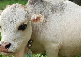 Cud natury o imieniu Rani: najmniejsza krówka na świecie