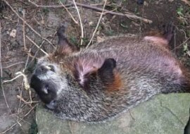 Ślepa samica świstaka leżała na podwórku przez 3 dni, a teraz śpi w łóżku ze swoim wybawcą