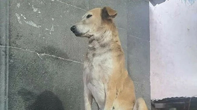 Pies znalazł swoje powołanie i teraz błogosławi odwiedzających świątynię w Indiach