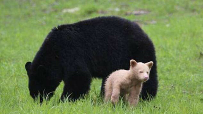 Zabawne gry małego niedźwiadka ze swoją mamą na świeżym powietrzu