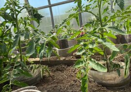 Już nie podwiązuję krzaków pomidorów. Zobacz dlaczego