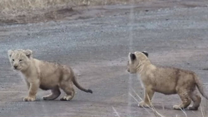 Dzielne lwiątka uczą się przechodzić przez jezdnię: wideo