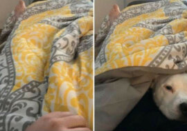 Zabawna reakcja psa na „pojawienie się” właściciela uzbierała tysiące komentarzy