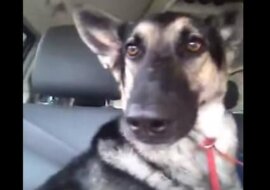 Ten pies ma niezrównane wyczucie rytmu. Wideo