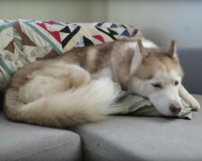 Cierpliwy husky rozbawił internautów. Wideo