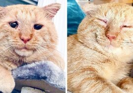 Historia pana Willisa - najbardziej nieszczęśliwego kota, który stał się szczęśliwy