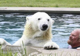 Mężczyzna przyjaźni się z niedźwiedziem polarnym od 23 lat. Nawet pływają razem