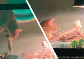 Kot zmarzł i przyszedł odwiedzić nieprzyjaznego gada