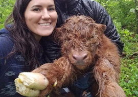 Nieszczęsne cielę przeżyło bez względu na wszystko