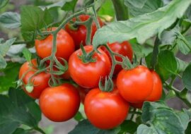 Prosta amerykańska metoda na zwalczanie fytoftorozy: o co w niej chodzi oraz jak ona działa?