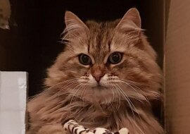 Pracownicy kawiarni często dokarmiali nieszczęsnego kota, dopóki ktoś nie zawiesił kartki na obroży