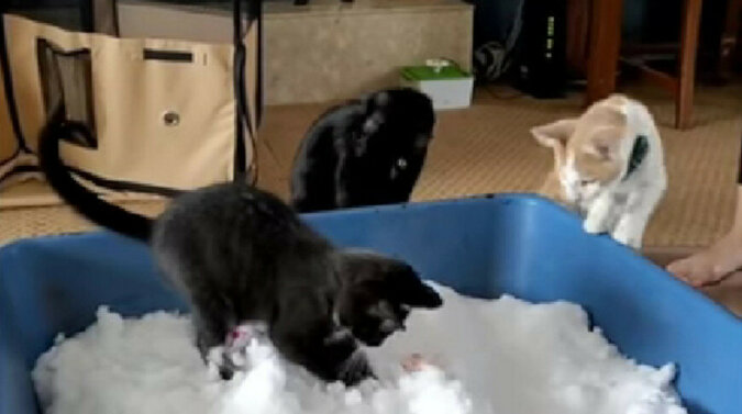Ogromna liczba widzów była zachwycona reakcją kotów na śnieg. Wideo