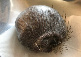 Łysemu jeżowi przepisano masaż aloesem, aby jego igły odrosły