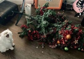 10 zdjęć zwierzaków, które w ogóle nie lubią Sylwestra