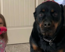 Niewzruszony Rottweiler stał się nieświadomym klientem małej stylistki. Wideo