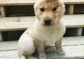 Uroczy szczeniak-jednorożec swoim wyglądem podbija Internet