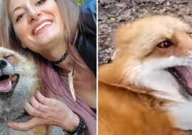 Czy słyszałeś kiedyś śmiech lisa? To strasznie zaraźliwe