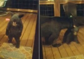 Niedźwiedź wyciągnął za ucho młode, które chciało wejść do cudzego domu