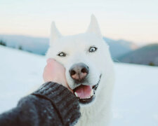 Rodzinie z Peru sprzedano drapieżnika pod postacią husky. W jaki sposób dowiedzieli się o oszustwie?