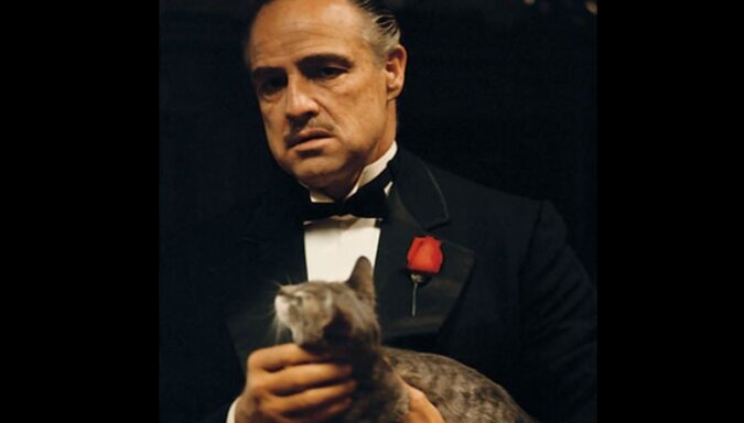 Niezwykła historia kota Dona Corleone z „Ojca chrzestnego”