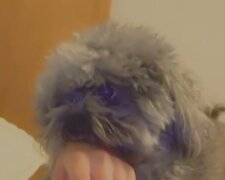 Pies gryzący dziewczynę udaje niewinnego, gdy dziewczyna zaczyna wołać mamę. Zabawne wideo