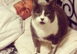 12 samowolnych kotów, z którymi życie wygląda jak zabawa