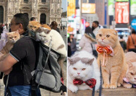 Małżonkowie zabierają ze sobą na wszystkie wyjazdy trzy koty