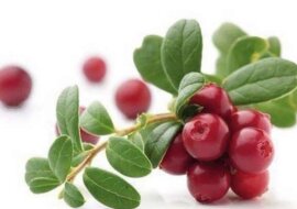 Najlepsze naturalne antybiotyki