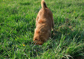 W Czechach pies przypadkowo wykopał w lesie skarb